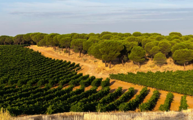 Panorámica de viñedos