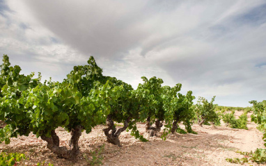 Viñedos de La Nava