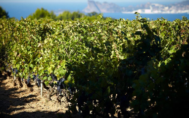 Viñas Guerazzi. Foto: ©Serge Chapuis